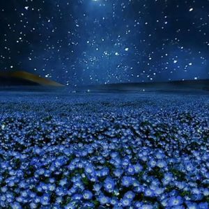 爱如星火-一条忘记名字的鱼