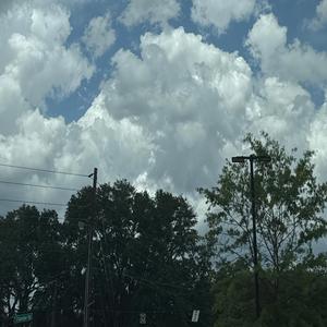 Maiden and her Willow