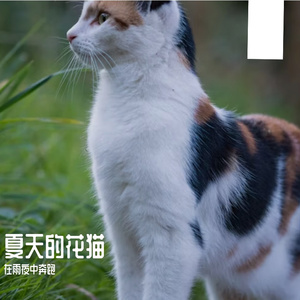 夏天的花猫 伴奏