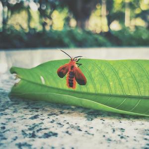 秋叶(Autumrn Leaves)（翻自 Eric Clapton）