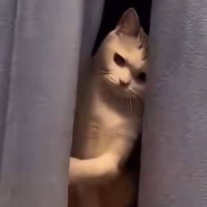 得不到的东西永远是最好的