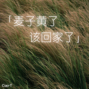 麦子黄了 该回家了