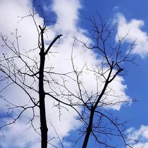 唱歌与无声寒暄