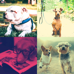 微妙的训练犬心情