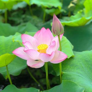 你是风，温柔的风