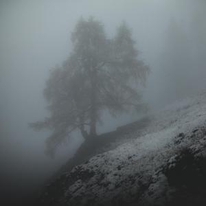 The Roots of: A Fragile Dawn