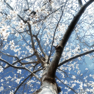 Fall in love