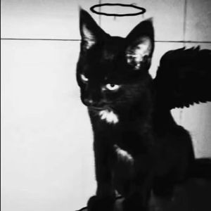 杀死那个石家庄人