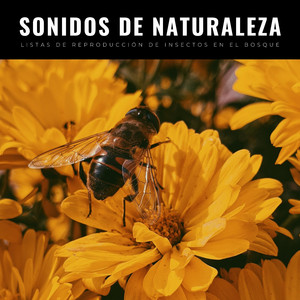 Coro De Insectos Y Canción De Cuna