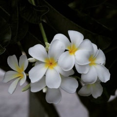 执子花 (zhí zǐ huā)