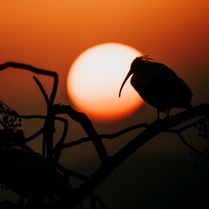 候鸟与树的遗憾