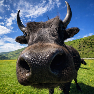 思念的证据 是输入法还记得你