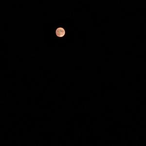 陈铎-晚安（花园宝宝版）（神仙 remix）