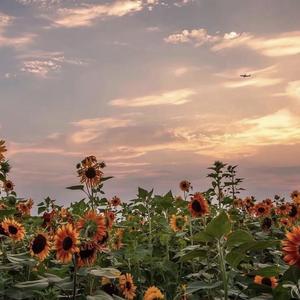 山外小楼夜听雨（翻自 旗木阿璇）