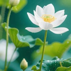 来生不要忘了我