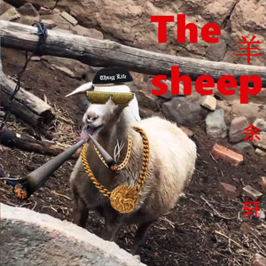 羊（Sheep）