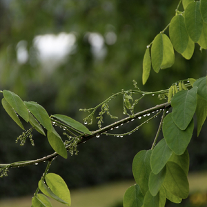 Alder Rain