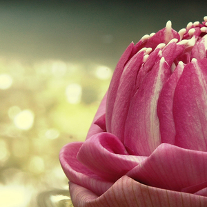 土豆能谈几个男朋友