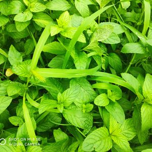 大鱼（From 电影《大鱼海棠》印象曲）钢琴曲