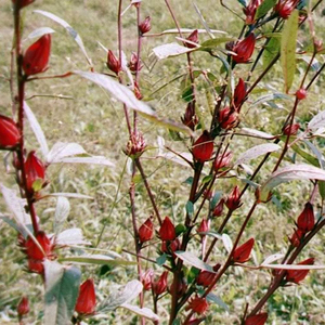 whatchamacallits (feat. ohbliv)