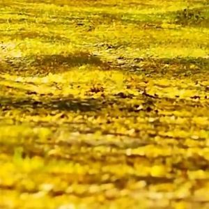 如梦的少年 伴奏