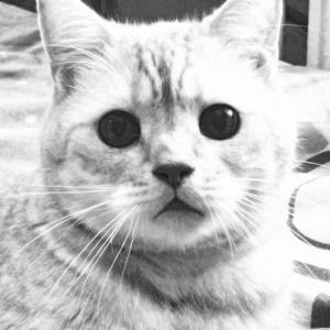 Охота на котят