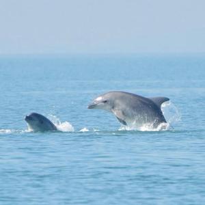 Drawer