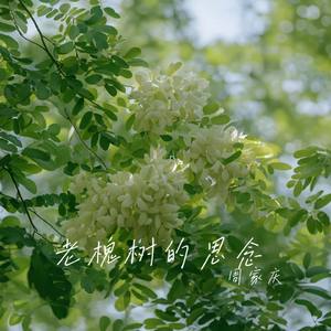 老槐树的思念