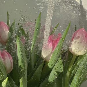 D.T.M. （Cover Hope Tala）