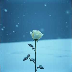 冬天里的白玫瑰