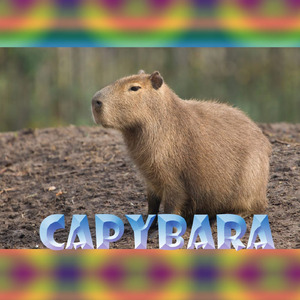 Capybara
