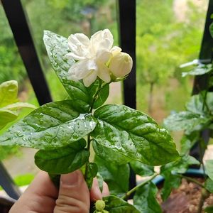 练习几百遍的告白