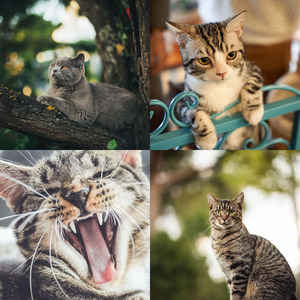 优美可爱猫咪器乐