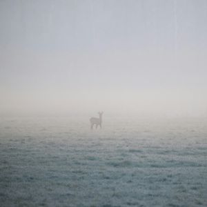 Mother's Voice in the Mist