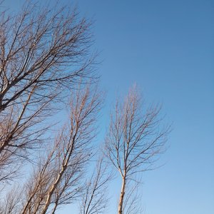 乡村七夕的自由之约0.2