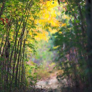 眼中有泪心中有你