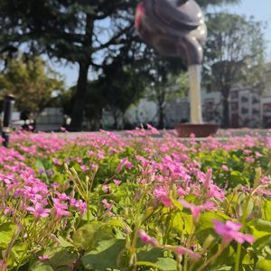 幸福三十一，七彩向远方(师生合唱版)