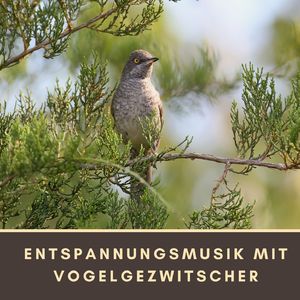 Vogelstimmen