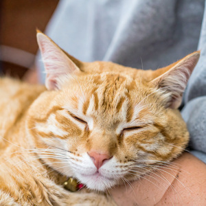 Sonidos Relajantes Para Gatos