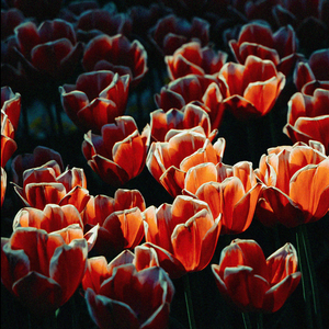 【FREE】Lo-fi Type Beat