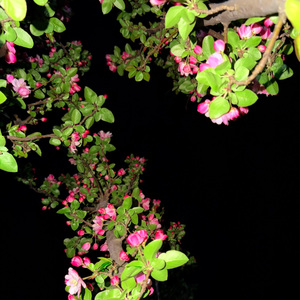 我撕裂我的身體（X0.7）