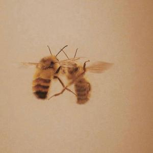 Honey Love