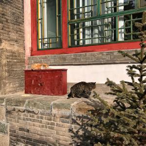 二零三 （原唱：毛不易）