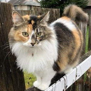 American Money (slowed)