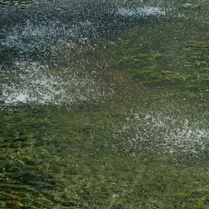 植物园的向日葵