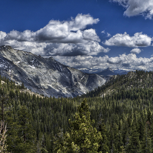 送郎一朵牵牛花
