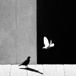 乌鸦白鸽（Prod by BECU BEATZ）