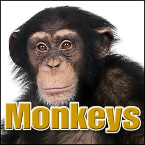 Animal, Chimpanzee - Group of Chimpanzees Calling, Indoor Cage Area, Primates - Monkeys, Chimps & Apes