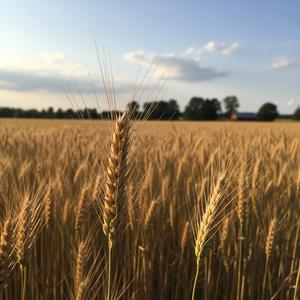 우리밀은 황금빛, 반짝반짝 건강해요