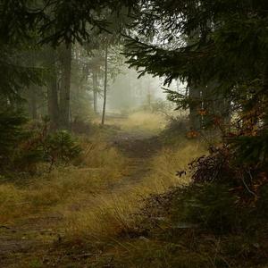 独自在森林与山峦之中